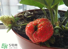 6月份可以種草莓嗎？草莓6月份可以種植嗎？