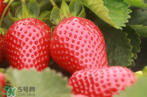 6月份可以種草莓嗎？草莓6月份可以種植嗎？