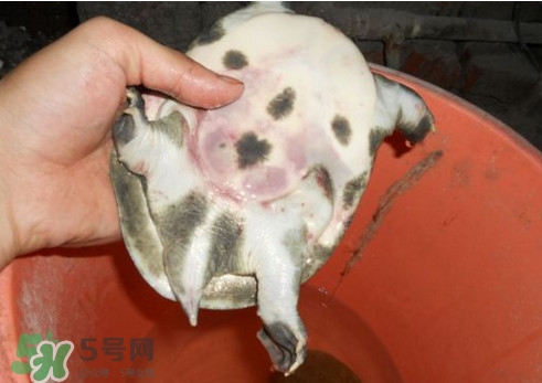如何區(qū)分野生甲魚？野生甲魚辨識圖片