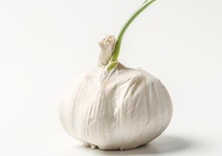 新蒜頭怎么保存不發(fā)芽？新蒜頭怎么存放