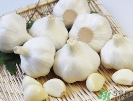新蒜頭什么時(shí)候上市？新蒜頭幾月份上市