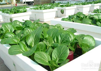 7月份種什么蔬菜？七月份適合種植哪些蔬菜？