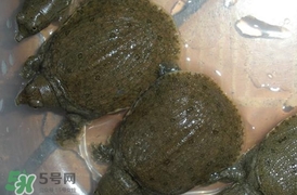 野生甲魚吃什么？野生甲魚幾年可以長5斤？