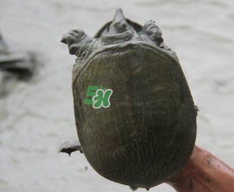 甲魚不能和什么一起吃？甲魚不能跟什么食物一起吃