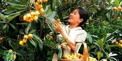 孕婦怎么吃枇杷好？孕婦能吃枇杷膏嗎？