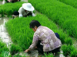 芒種種什么？芒種種什么疏菜？