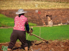 芒種種什么？芒種種什么疏菜？