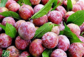 芒種吃什么水果？芒種吃什么水果好？