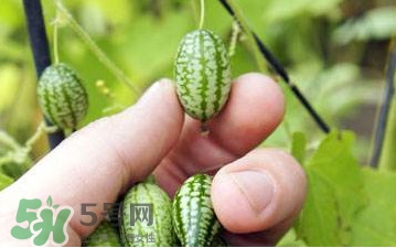迷你西瓜種子哪兒有賣？迷你西瓜種子哪里可以買