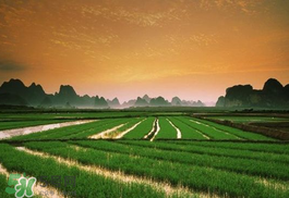 2017年芒種會下雨嗎？2017年芒種雨好嗎？