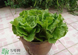 六月份可以種生菜嗎？夏天可以種生菜嗎？