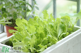 六月份可以種生菜嗎？夏天可以種生菜嗎？