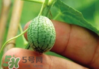 迷你拇指西瓜怎么種？迷你西瓜種植方法