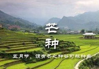 芒種種什么？芒種種什么疏菜？