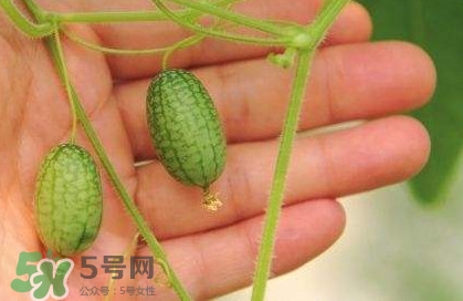 迷你西瓜種子哪兒有賣？迷你西瓜種子哪里可以買