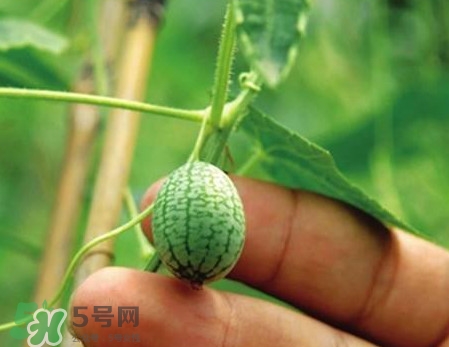 迷你西瓜是轉(zhuǎn)基因水果嗎？迷你西瓜是不是轉(zhuǎn)基因？