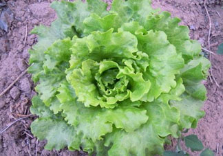 六月份可以種生菜嗎？夏天可以種生菜嗎？