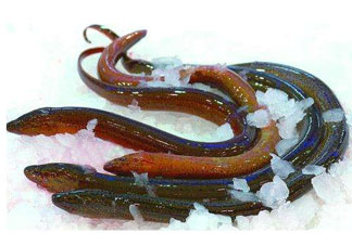 鱔魚死了多久不能吃？剛死的鱔魚能吃嗎？