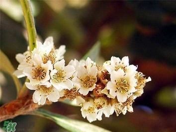 枇杷花怎么煲湯？枇杷花煲湯搭配什么最佳？