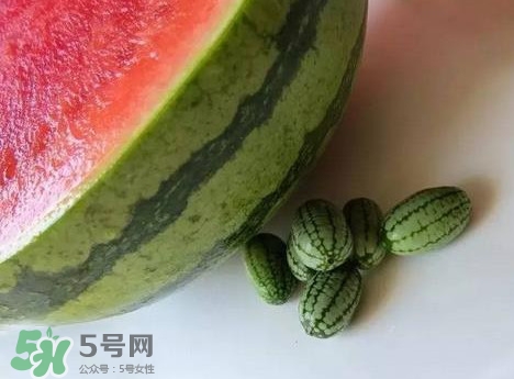 世界上最小的西瓜  迷你西瓜多少錢一個？