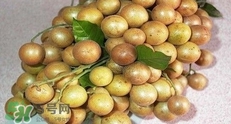 如何種植黃皮果？黃皮果怎么種植？