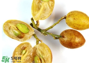 雞心黃皮核可以種植嗎？雞心黃皮核能栽培嗎