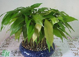 荔枝核能種嗎？荔枝核怎么種出盆栽