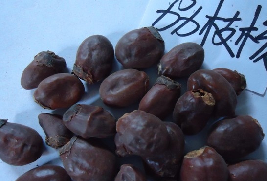 荔枝核有毒嗎？荔枝核能吃嗎