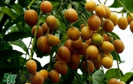 黃皮果怎么扦插？黃皮果種植技術(shù)