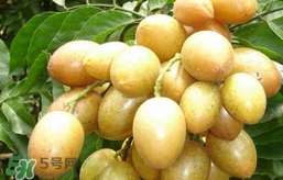 黃皮果什么時(shí)候成熟？黃皮果什么時(shí)候上市
