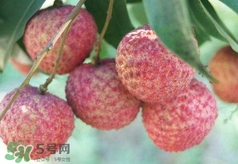 荔枝吃多了會怎么樣？荔枝上火怎么辦？