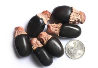 荔枝核能治糖尿病嗎？荔枝核可以降血糖嗎