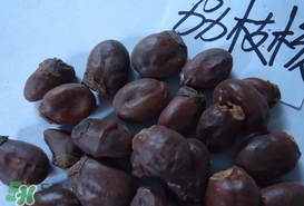 荔枝核怎么吃？荔枝核的功效與作用