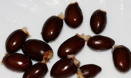 荔枝核有毒嗎？荔枝核能吃嗎