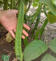刀豆什么時(shí)候播種？刀豆幾月份播種