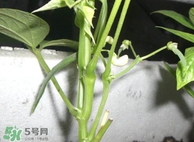 刀豆什么時(shí)候播種？刀豆幾月份播種