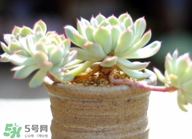 六月份可以買多肉嗎？六月可以種多肉嗎？