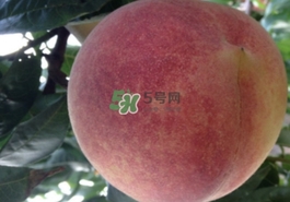血桃多少錢一斤2017？血桃哪個品種最好吃