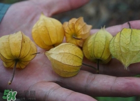 花姑娘水果怎么吃？花姑娘水果吃之前要洗嗎？