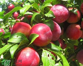 油桃怎么保存不會(huì)變軟？油桃怎么保存時(shí)間長(zhǎng)？