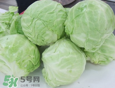 圓白菜是卷心菜嗎？圓白菜是不就是卷心菜