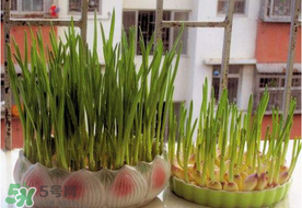 六月份可以種蒜嗎？大蒜一年可以種幾次？