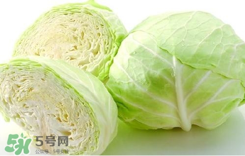 圓白菜是卷心菜嗎？圓白菜是不就是卷心菜