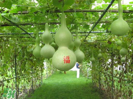 六月份可以種葫蘆嗎？葫蘆幾月份種？