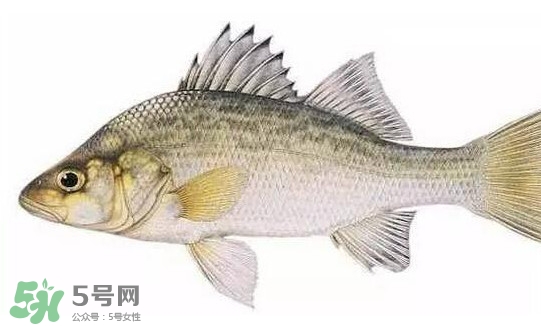 鱸魚怎么做好吃又簡單？清蒸鱸魚的做法