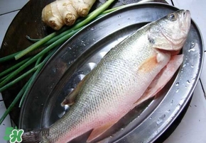 鱸魚是海鮮嗎？鱸魚是不是海鮮？