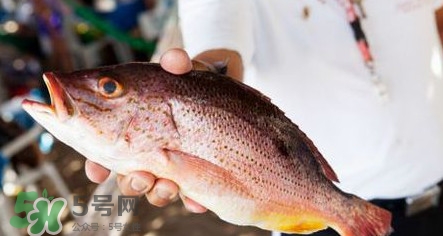 鱸魚刺多嗎？鱸魚適合做給寶寶吃嗎？