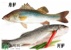 海鱸魚多少錢一斤2017？淡水鱸魚多少錢一斤？