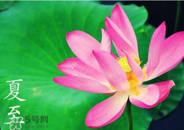 夏至是入伏嗎？夏至后多久入伏？