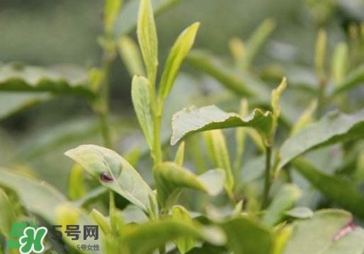 喝信陽毛尖有什么好處？信陽毛尖是紅茶還是綠茶？